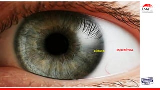 M. Tesen
ESCLERÓTICA
CÓRNEA
 