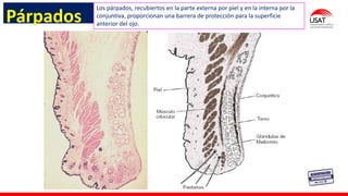 M. Tesen
Párpados
Los párpados, recubiertos en la parte externa por piel y en la interna por la
conjuntiva, proporcionan una barrera de protección para la superficie
anterior del ojo.
 