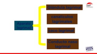 M. Tesen
Aparato
lagrimal
Glándula lagrimal
canalículos
lagrímales
saco lagrimal
Conducto naso
lagrimal
 