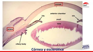 M. Tesen
Córnea y esclerótica
 