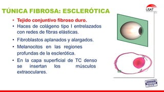 M. Tesen
• Tejido conjuntivo fibroso duro.
• Haces de colágeno tipo I entrelazados
con redes de fibras elásticas.
• Fibroblastos aplanados y alargados.
• Melanocitos en las regiones
profundas de la esclerótica.
• En la capa superficial de TC denso
se insertan los músculos
extraoculares.
TÚNICA FIBROSA: ESCLERÓTICA
 
