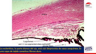 M. Tesen
La esclerótica, la parte blanca del ojo, está casi desprovista de vasos sanguíneos. Es
una capa de tejido conectivo fibroso duro.
 