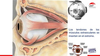 M. Tesen
Los tendones de los
músculos extraoculares se
insertan en el estroma.
 