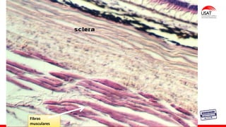 M. Tesen
Fibras
musculares
 