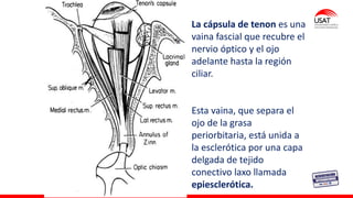 M. Tesen
La cápsula de tenon es una
vaina fascial que recubre el
nervio óptico y el ojo
adelante hasta la región
ciliar.
Esta vaina, que separa el
ojo de la grasa
periorbitaria, está unida a
la esclerótica por una capa
delgada de tejido
conectivo laxo llamada
epiesclerótica.
 