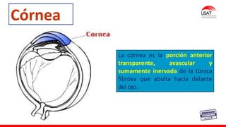 M. Tesen
Córnea
La córnea es la porción anterior
transparente, avascular y
sumamente inervada de la túnica
fibrosa que abulta hacia delante
del ojo.
 