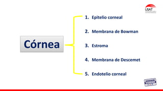 M. Tesen
Córnea
1. Epitelio corneal
2. Membrana de Bowman
3. Estroma
4. Membrana de Descemet
5. Endotelio corneal
 
