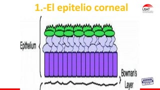 M. Tesen
1.-El epitelio corneal
 