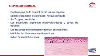 M. Tesen
1. EPITELIO CORNEAL
• Continuación de la conjuntiva, 50 µm de espesor.
• Epitelio escamoso, estratificado, no queratinizado.
• 5 – 7 capas de células.
• Las superiores presentan microvellosidades y zonas de
oclusión.
• Las restantes se interdigitan y forman desmosomas.
• Múltiples terminaciones nerviosas libres.
• Índice de recambio 7 días.
 