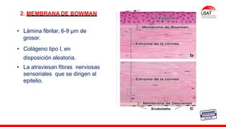M. Tesen
2. MEMBRANA DE BOWMAN
• Lámina fibrilar, 6-9 µm de
grosor.
• Colágeno tipo I, en
disposición aleatoria.
• La atraviesan fibras nerviosas
sensoriales que se dirigen al
epitelio.
 