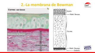 M. Tesen
2.-La membrana de Bowman
Membrana de Bowman
 