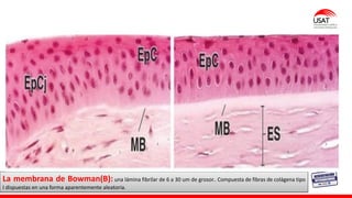 M. Tesen
La membrana de Bowman(B): una lámina fibrilar de 6 a 30 um de grosor.. Compuesta de fibras de colágena tipo
I dispuestas en una forma aparentemente aleatoria.
 