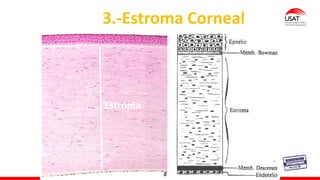 M. Tesen
3.-Estroma Corneal
Estroma
 