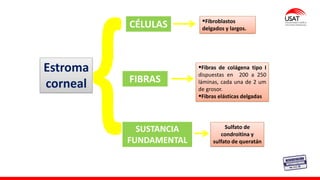 M. Tesen
Estroma
corneal
SUSTANCIA
FUNDAMENTAL
FIBRAS
▪Fibras de colágena tipo I
dispuestas en 200 a 250
láminas, cada una de 2 um
de grosor.
▪Fibras elásticas delgadas
Sulfato de
condroitina y
sulfato de queratán
CÉLULAS ▪Fibroblastos
delgados y largos.
 
