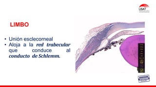 M. Tesen
LIMBO
• Unión esclecorneal
• Aloja a la red trabecular
que conduce al
conducto de Schlemm.
 