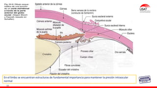 M. Tesen
39
En el limbo se encuentran estructuras de fundamental importancia para mantener la presión intraocular
normal
 