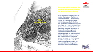 M. Tesen
Structures within and near the
angle of the anterior chamber
are depicted in this drawing.
In this illustration, Schlemm's canal (a)
has two channels, one of which is in
communication with a small collecting
channel (b). The collecting channel is
intimately associated with the limbal
part of the trabecular meshwork (c). The
scleral spur (d) is closely associated with
the trabecular meshwork. Descemet's
membrane terminates peripherally in
the area denoted e and g. Some
components (f) of the trabecular
meshwork arise at the ciliary body (CB).
Isolated strands of meshwork merge
with a nearby process (h) from the
anterior surface of the iris. A muscle of
the ciliary body (i) attaches to the
trabecular meshwork (arrows). The
corneal endothelium merges with
endothelial cells of the meshwork (j).
RED
TRABECULAR
Schlemm's
canal
 