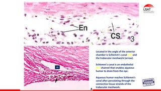 M. Tesen
Located in the angle of the anterior
chamber is Schlemm's canal (CS) and
the trabecular meshwork (arrow).
Schlemm's canal is an endothelial
(En) channel that enables aqueous
humor to drain from the eye.
Aqueous humor reaches Schlemm's
canal after percolating through the
connective tissue strands of the
trabecular meshwork.
CS
RED
TRABECULAR
 