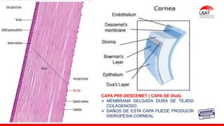M. Tesen
50
CAPA PRE-DESCEMET ( CAPA DE DUA):
➢ MEMBRANA DELGADA DURA DE TEJIDO
COLAGENOSO.
➢ DAÑOS DE ESTA CAPA PUEDE PRODUCIR
HIDROPESIA CORNEAL
 