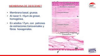 M. Tesen
MEMBRANA DE DESCEMET
• Membrana basal, gruesa.
• Al nacer 5 -10µm de grosor,
homogénea.
• En adultos 17µm, con patrones
de estriaciones transversales y
fibras hexagonales.
 