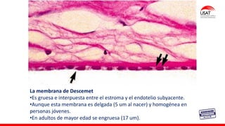 M. Tesen
La membrana de Descemet
•Es gruesa e interpuesta entre el estroma y el endotelio subyacente.
•Aunque esta membrana es delgada (5 um al nacer) y homogénea en
personas jóvenes.
•En adultos de mayor edad se engruesa (17 um).
 