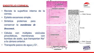 M. Tesen
ENDOTELIO CORNEAL
• Reviste la superficie interna de la
cornea.
• Epitelio escamoso simple.
• Sintetiza proteínas para
conservar la membrana de
Descemet.
• Células con múltiples vesículas
pinocitóticas, membranas con
bombas de sodio, que transportan Na⁺
a la cámara anterior.
• Transporte pasivo de agua y Cl⁻.
 