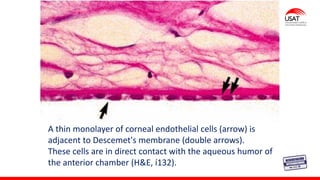 M. Tesen
A thin monolayer of corneal endothelial cells (arrow) is
adjacent to Descemet's membrane (double arrows).
These cells are in direct contact with the aqueous humor of
the anterior chamber (H&E, í132).
 