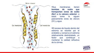 M. Tesen
▪Sus membranas tienen
bombas de sodio que
transportan iones de sodio
(Na+) a la cámara anterior; a
estos iones le siguen
pasivamente iones de cloruro
(Cl-) y agua.
▪El exceso de líquido dentro del
estroma se resorbe por el
endotelio y conserva el estroma
relativamente deshidratado, un
factor que contribuye a
mantener la calidad refractiva
de la córnea.
 