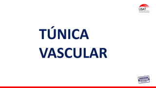M. Tesen
TÚNICA
VASCULAR
 
