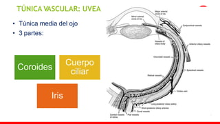 M. Tesen
TÚNICA VASCULAR: UVEA
• Túnica media del ojo
• 3 partes:
Coroides
Cuerpo
ciliar
Iris
 