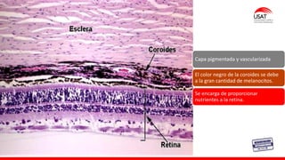 M. Tesen
Capa pigmentada y vascularizada
El color negro de la coroides se debe
a la gran cantidad de melanocitos.
Se encarga de proporcionar
nutrientes a la retina.
 