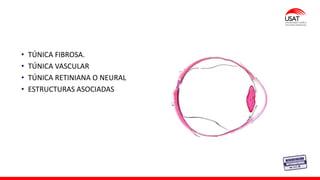 • TÚNICA FIBROSA.
• TÚNICA VASCULAR
• TÚNICA RETINIANA O NEURAL
• ESTRUCTURAS ASOCIADAS
 