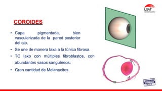 M. Tesen
COROIDES
• Capa pigmentada, bien
vascularizada de la pared posterior
del ojo.
• Se une de manera laxa a la túnica fibrosa.
• TC laxo con múltiples fibroblastos, con
abundantes vasos sanguíneos.
• Gran cantidad de Melanocitos.
 