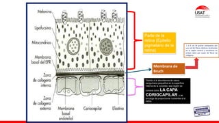 M. Tesen
Parte de la
retina (Epitelio
pigmetario de la
retina)
Debido a la abundancia de vasos
sanguíneos pequeños en la superficie
interna de la coroides, esa región se
conoce como LA CAPA
CORIOCAPILAR y se
encarga de proporcionar nutrientes a la
retina.
Membrana de
Bruch
1 a 4 um de grosor compuesta por
una red de fibras elásticas localizadas
en la región central y recubierta en
ambos lados por capas de fibras de
colágena.
 