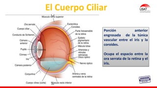M. Tesen
El Cuerpo Ciliar
Porción anterior
engrosada de la túnica
vascular entre el iris y la
coroides.
Ocupa el espacio entre la
ora serrata de la retina y el
iris.
 