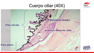 M. Tesen
Cuerpo ciliar (40X)
 