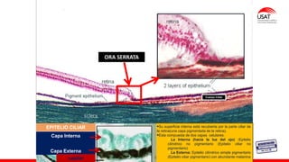 M. Tesen
ORA SERRATA
Cuerpo Ciliar
▪Su superficie interna está recubierta por la parte ciliar de
la retina(una capa pigmentada de la retina).
▪Esta compuesta de dos capas celulares:
✓La Interna (hacia la luz del ojo) :Epitelio
cilíndrico no pigmentario (Epitelio ciliar no
pigmentario)
✓La Externa: Epitelio cilíndrico simple pigmentario
(Epitelio ciliar pigmentario) con abundante melanina
Capa Interna
Capa Externa
EPITELIO CILIAR
capilar
 