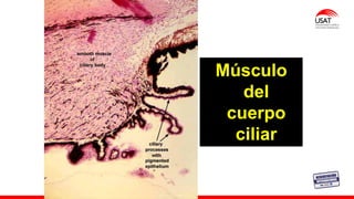 M. Tesen
Músculo
del
cuerpo
ciliar
 