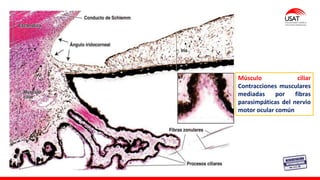 M. Tesen
76
Músculo ciliar
Contracciones musculares
mediadas por fibras
parasimpáticas del nervio
motor ocular común
 