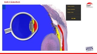 M. Tesen
OJO: CÁMARAS
 