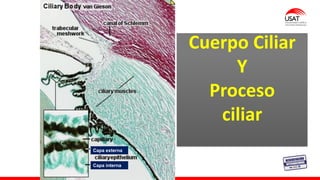 M. Tesen
Cuerpo Ciliar
Y
Proceso
ciliar
Capa externa
Capa interna
 