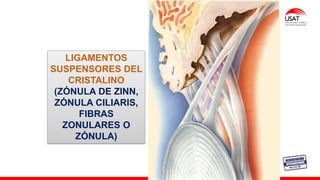 M. Tesen
LIGAMENTOS
SUSPENSORES DEL
CRISTALINO
(ZÓNULA DE ZINN,
ZÓNULA CILIARIS,
FIBRAS
ZONULARES O
ZÓNULA)
 