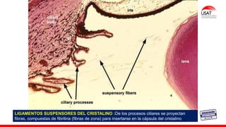 M. Tesen
LIGAMENTOS SUSPENSORES DEL CRISTALINO :De los procesos ciliares se proyectan
fibras, compuestas de fibrilina (fibras de zona) para insertarse en la cápsula del cristalino
 