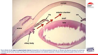 M. Tesen
▪Las células de la capa no pigmentada interna transportan a la cámara posterior del ojo un filtrado del plasma escaso en proteínas
y forman así el humor acuoso, que fluye de la cámara posterior a la anterior pasando a través de la abertura pupilar entre el iris y el
cristalino.
 