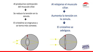 M. Tesen
Archivo:Focus in an eye.svg
Al producirse contracción
del musculo ciliar.

Se reduce la tensión en la
zonula.

El cristalino se engruesa y
se torna más convexo.
Al relajarse el musculo
ciliar.

Aumenta la tensión en
la zonula.

El cristalino se
adelgaza.
Archivo:Focus in an eye.svg
 
