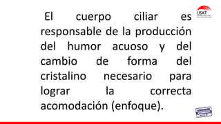M. Tesen
El cuerpo ciliar es
responsable de la producción
del humor acuoso y del
cambio de forma del
cristalino necesario para
lograr la correcta
acomodación (enfoque).
 