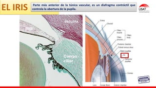 M. Tesen
EL IRIS
IRIS
Cuerpo
ciliar
ESCLERA
Parte más anterior de la túnica vascular, es un diafragma contráctil que
controla la abertura de la pupila.
 