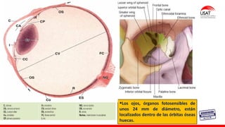 M. Tesen
▪Los ojos, órganos fotosensibles de
unos 24 mm de diámetro, están
localizados dentro de las órbitas óseas
huecas.
 