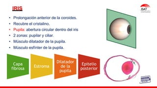 M. Tesen
IRIS
• Prolongación anterior de la coroides.
• Recubre el cristalino.
• Pupila: abertura circular dentro del iris
• 2 zonas: pupilar y ciliar.
• Músculo dilatador de la pupila.
• Músculo esfínter de la pupila.
Capa
fibrosa
Estroma
Dilatador
de la
pupila
Epitelio
posterior
 