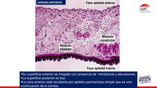 M. Tesen
CAMARA ANTERIOR
▪Su superficie anterior es irregular con presencia de hendiduras y elevaciones.
▪La superficie posterior es lisa.
▪La cara anterior está recubierta por epitelio pavimentoso simple que es una
continuación de la cornea.
 